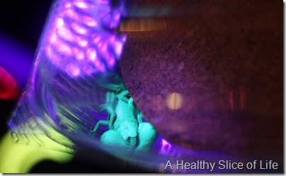 Mixology Discovery Place- glowing scorpion