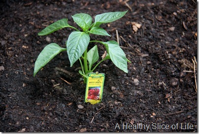 backyard garden- baby red bell pepper plant
