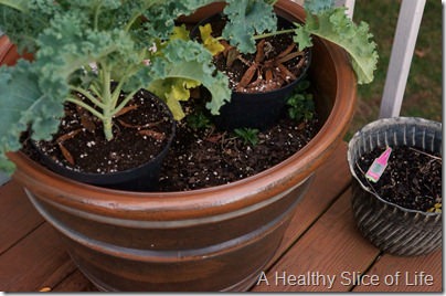 garden- kale in planters