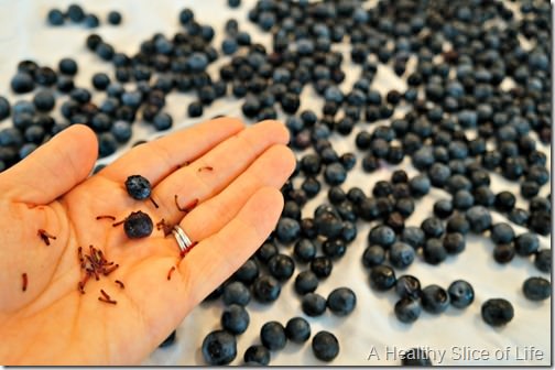 how to properly freeze blueberries- dry completely and pick over