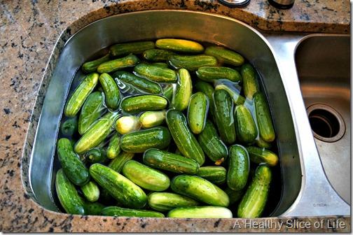 canning pickles- 24 lbs of cucumbers